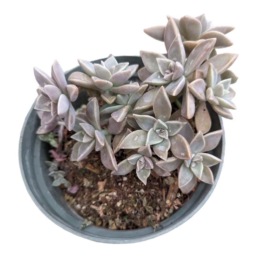 Graptopetalum paraguayense - Blue Haze