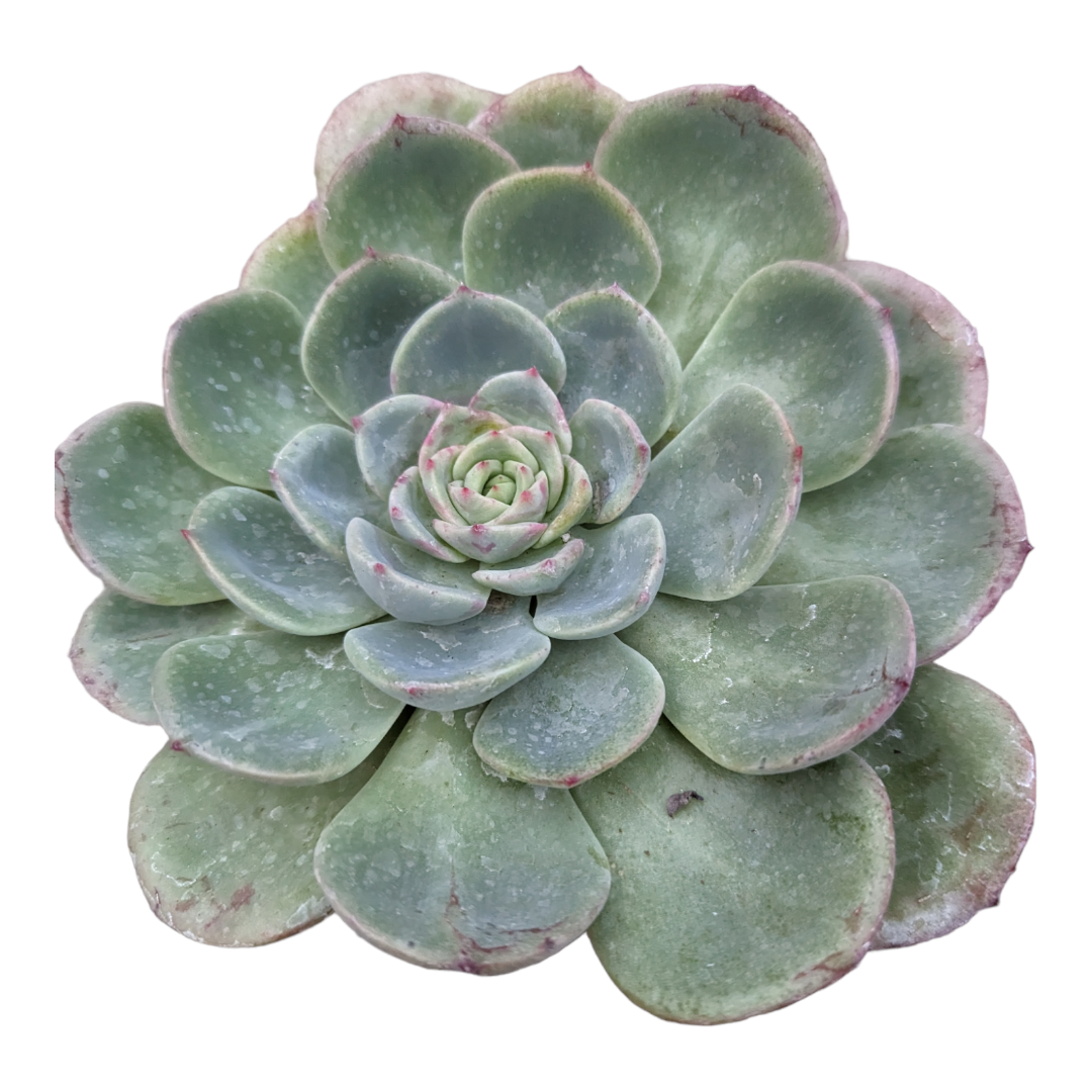 Echeveria Salmon