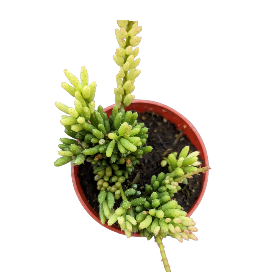 Rhipsalis mesembryanthemoides