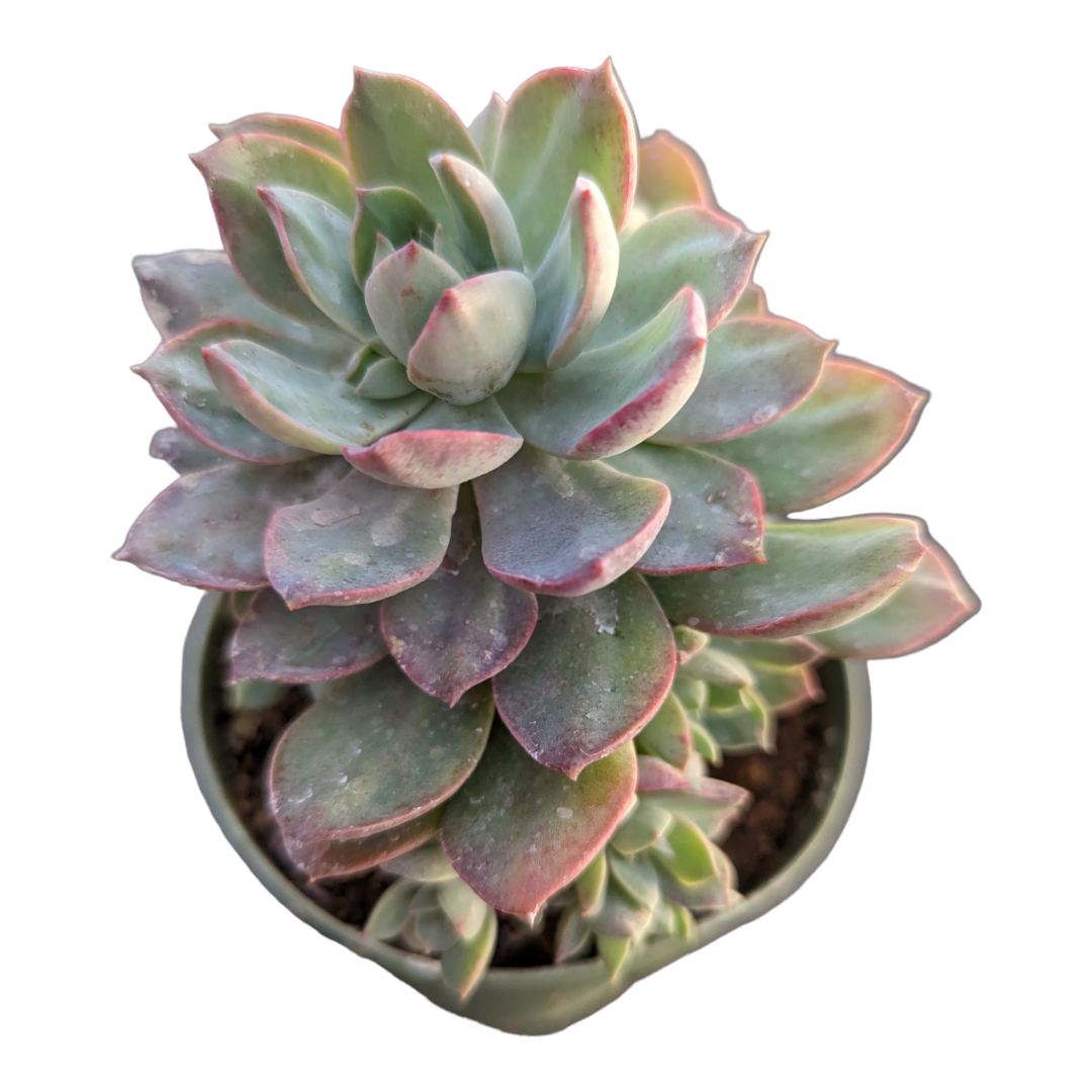 Echeveria Sp