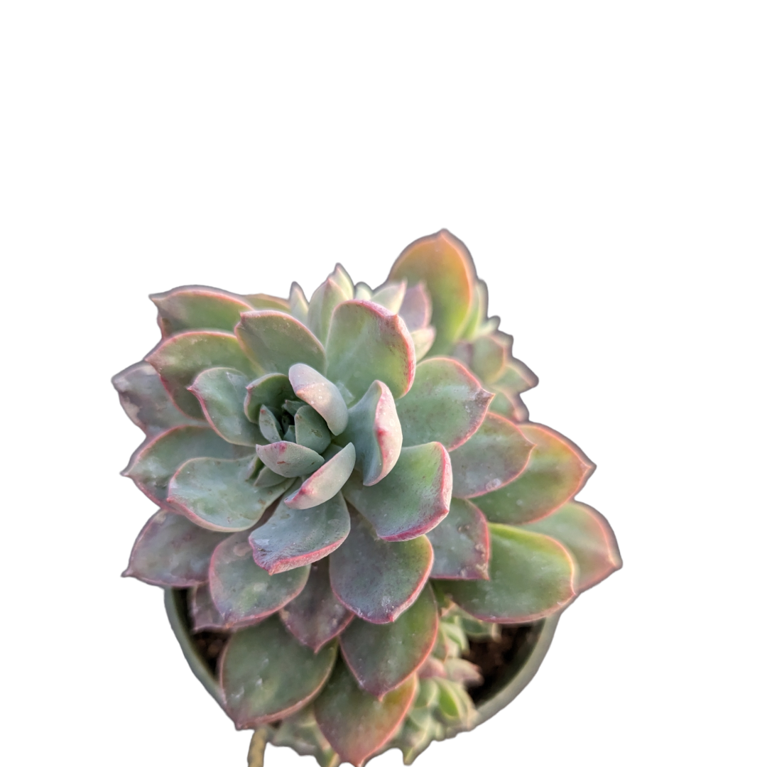 Echeveria Sp