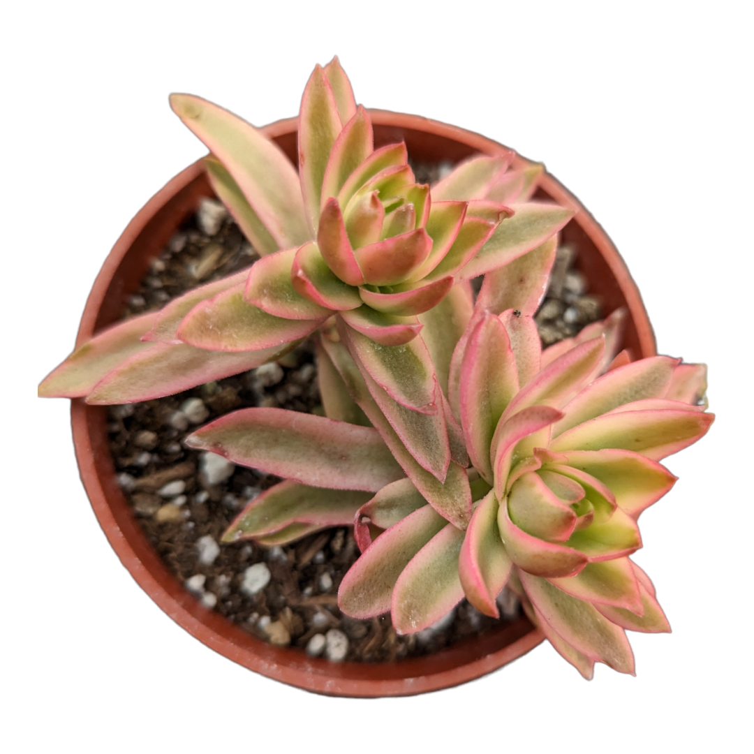 campfire succulent propagation Crassula capitella 'Campfire' Variegata
