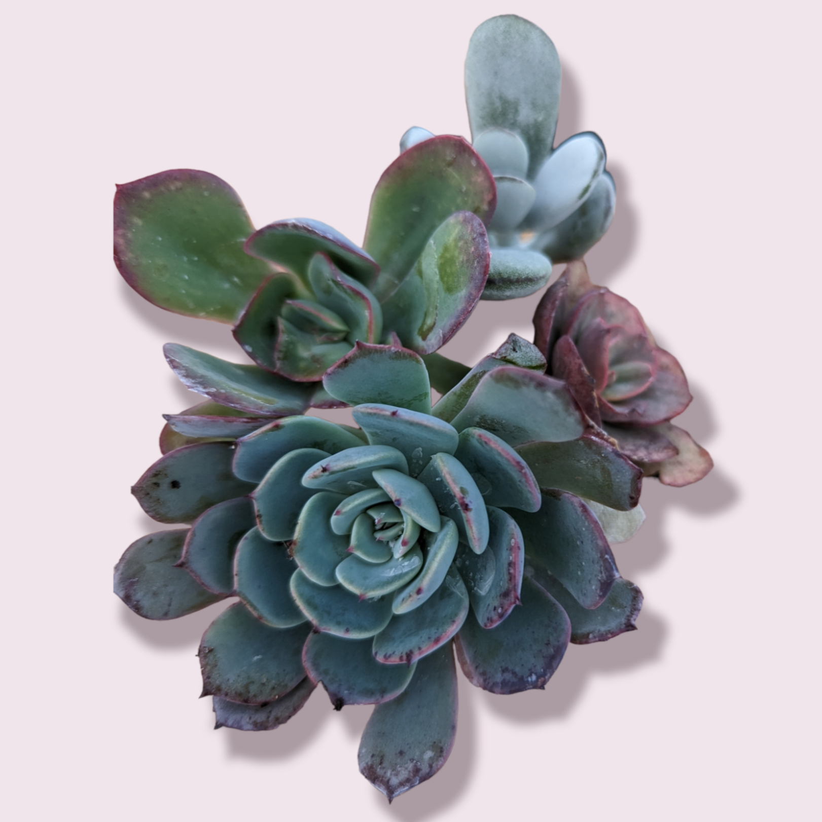 Korean Assorted Succulent Cutting Set -
