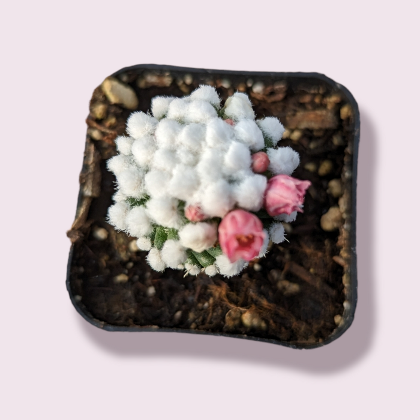 Mammillaria gracilis cv. oruga, woolly cactus with pink blooms.