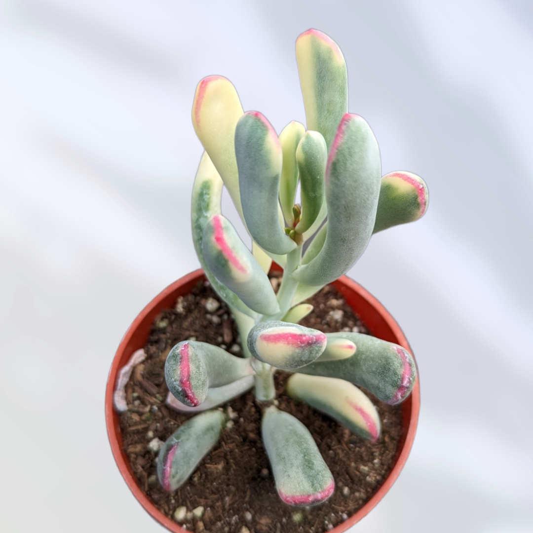 Cotyledon orbiculata cv. Long Leaf Variegated