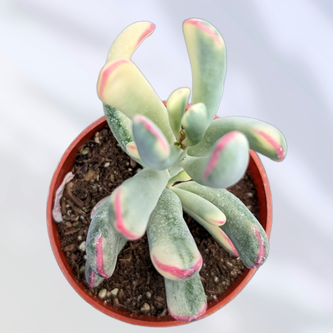 Cotyledon orbiculata cv. Long Leaf Variegated