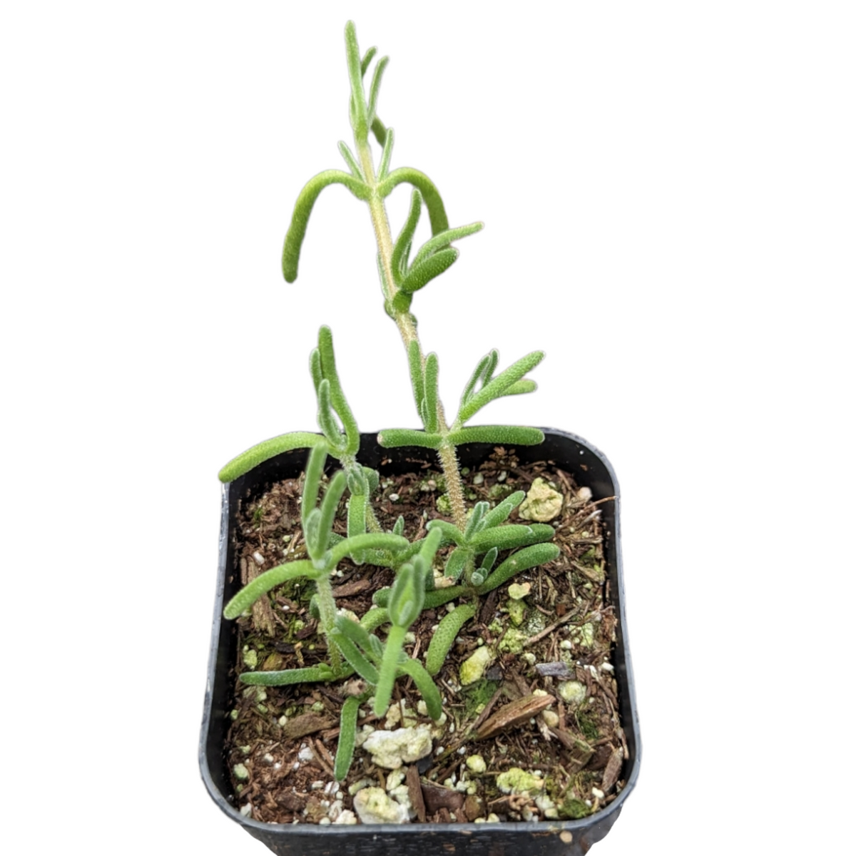 Drosanthemum floribundum in a black nursery pot with soil mix.
