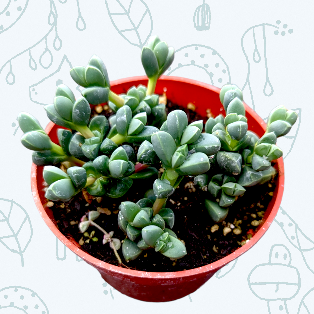 Corpuscularia lehmannii - Ice Plant