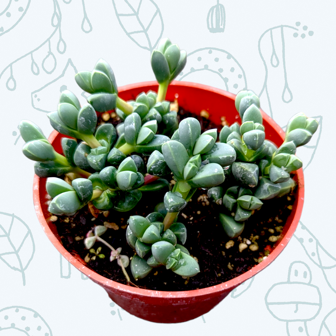 Corpuscularia lehmannii succulent in red nursery pot.