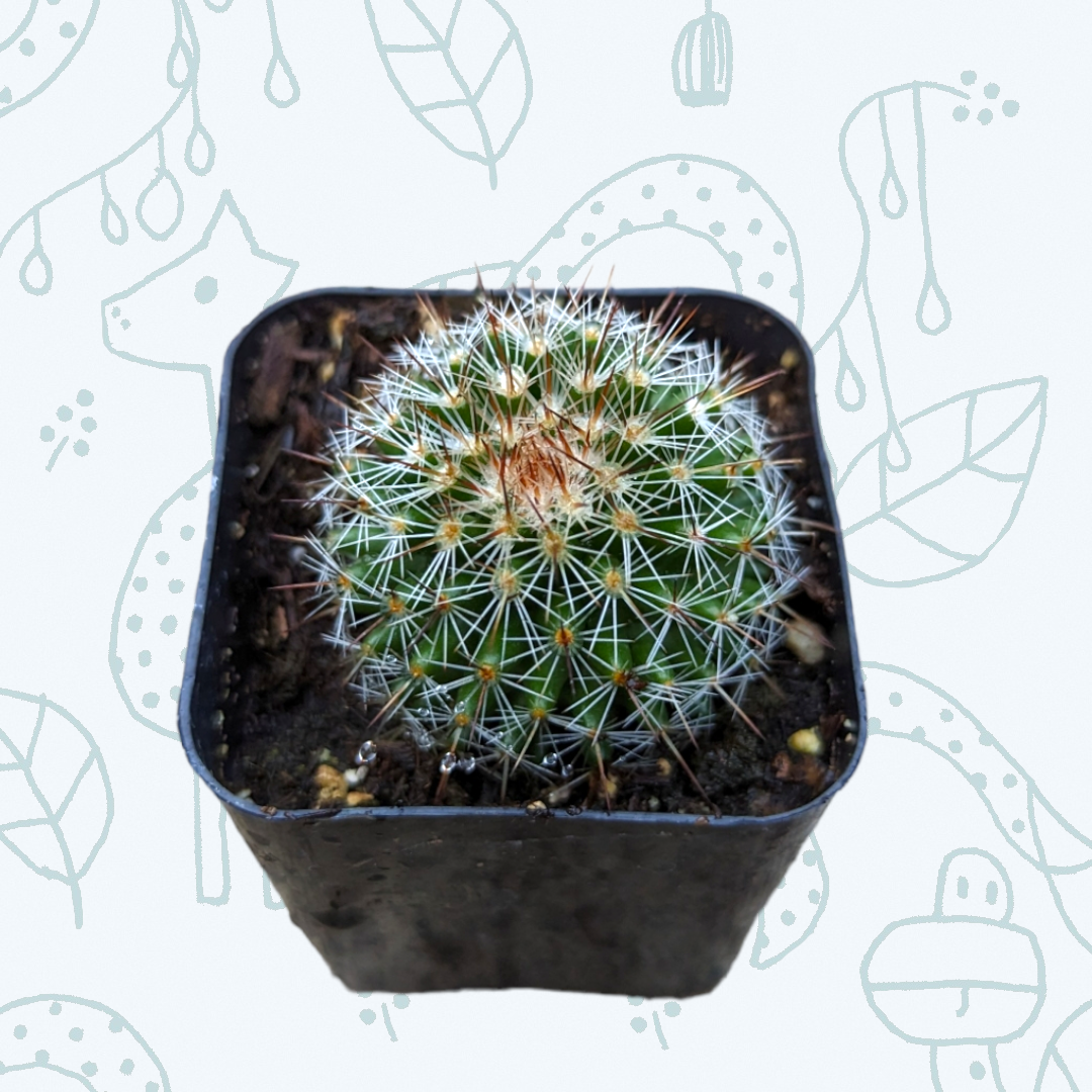 Mammillaria limonensis cactus in black nursery pot.
