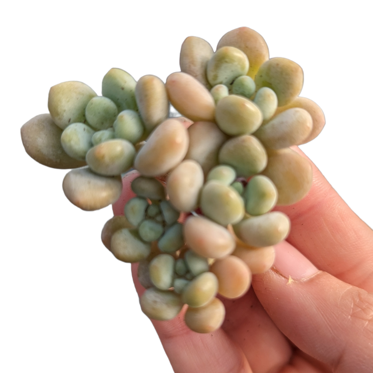 Pachyveria 'Bubble Candy'