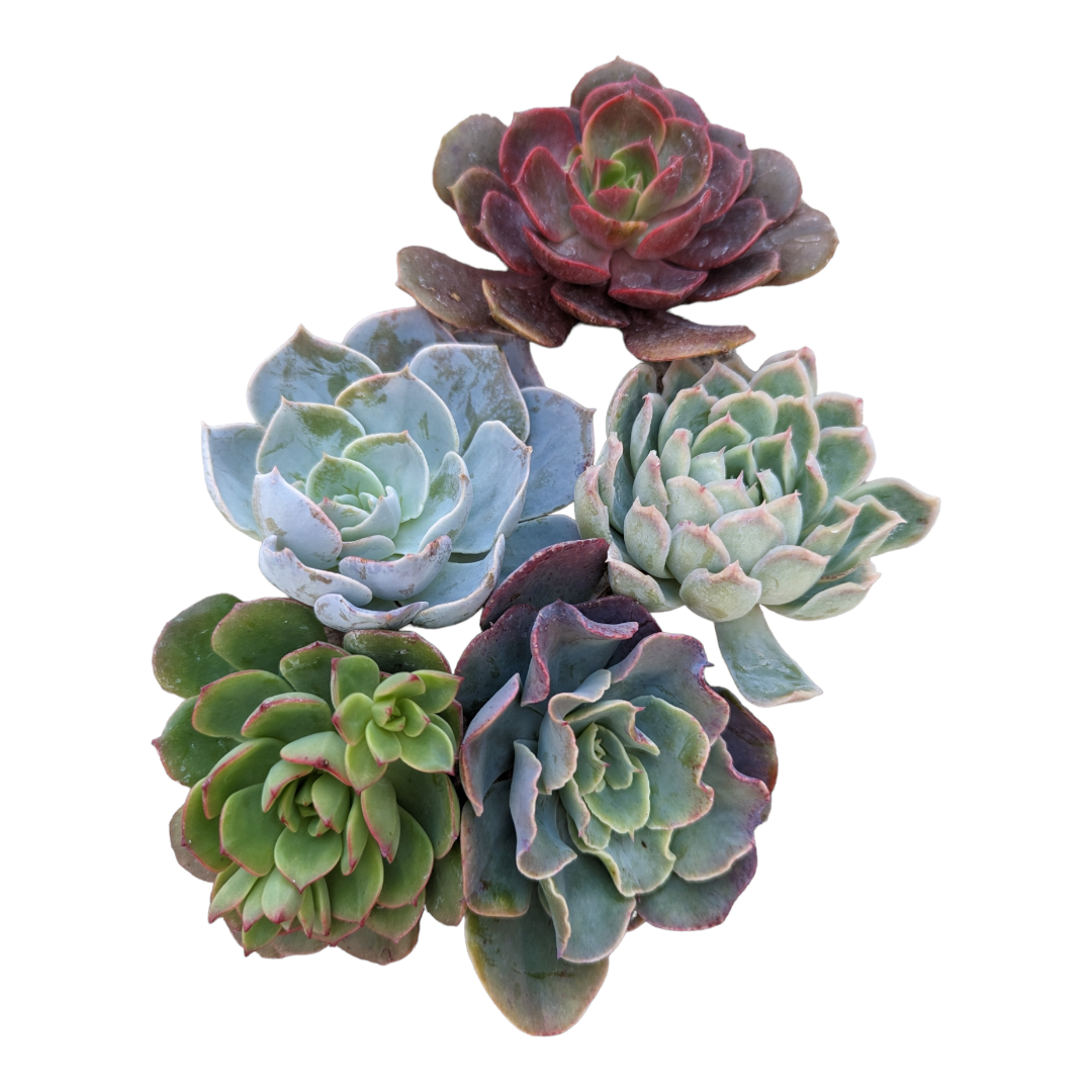 Assorted Succulent Cutting Set