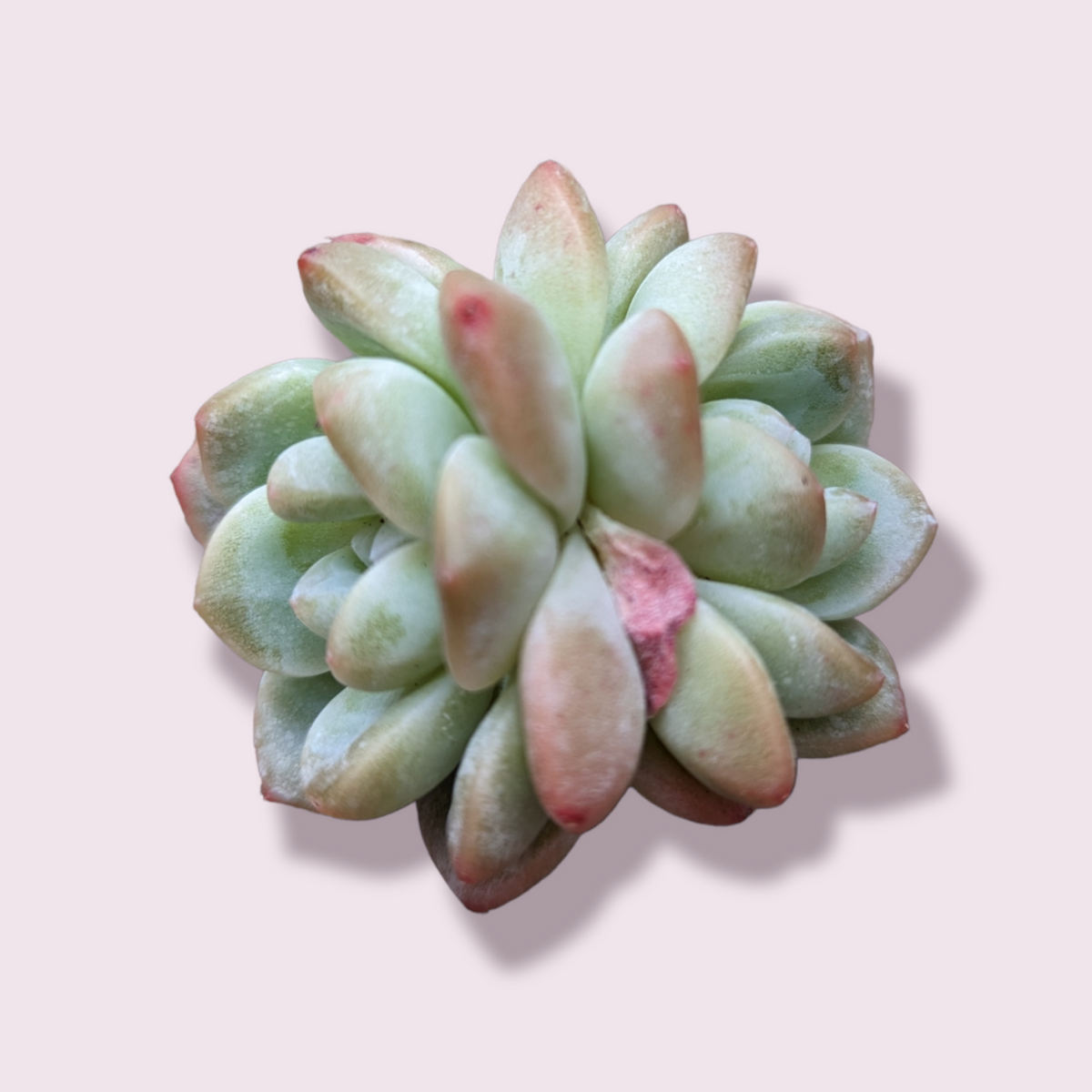 Echeveria Ice Green