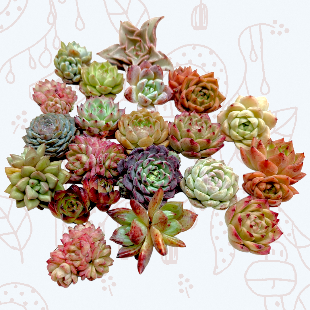 Korean Assorted Succulent Set