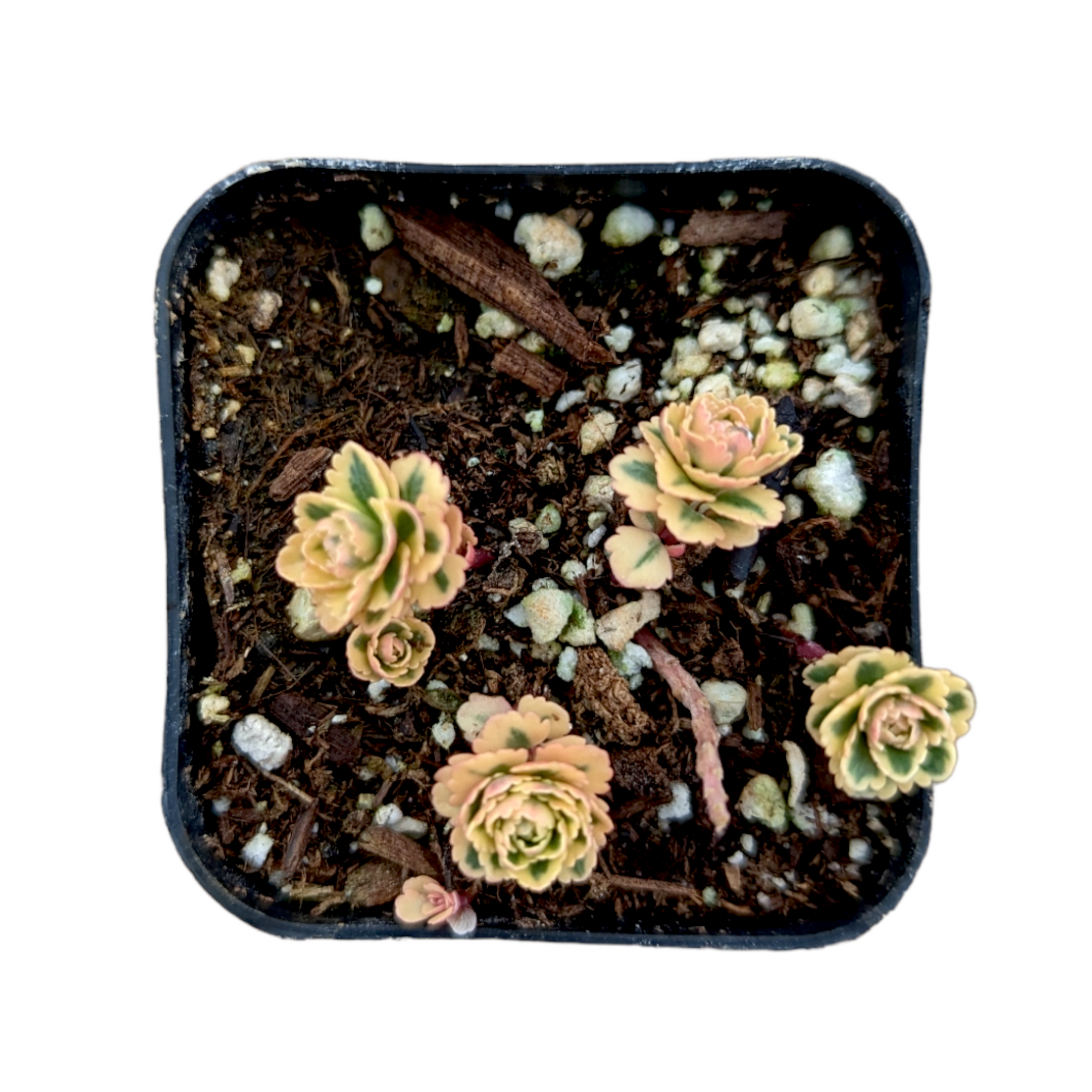 Sedum takesimense Atlantis™ Variegated
