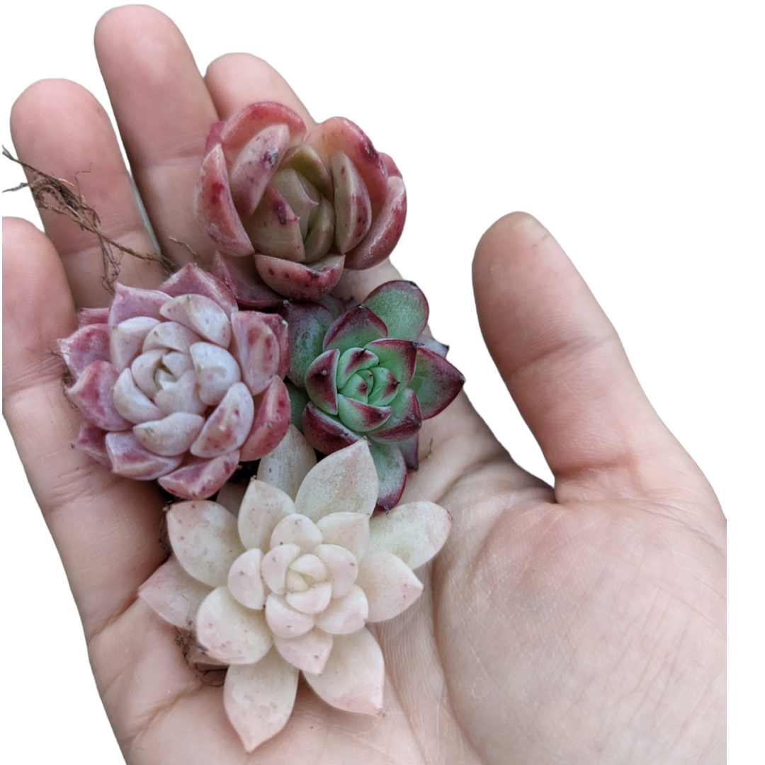 Korean Assorted Mini Succulent Set