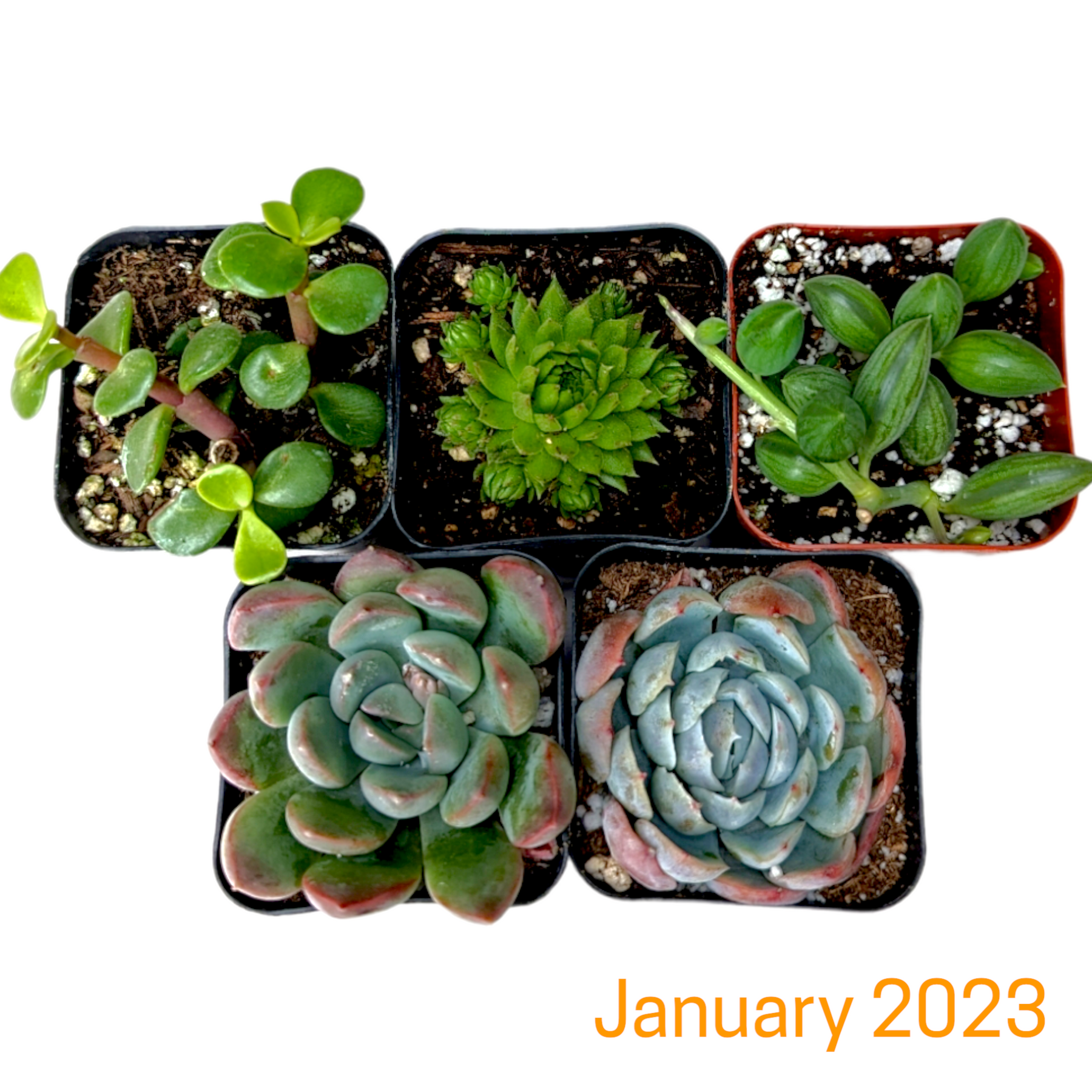 Monthly Subscription Box