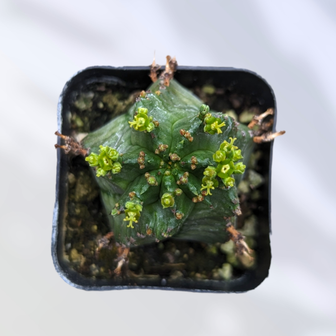 Euphorbia horrida 'African Milk Barrel' -