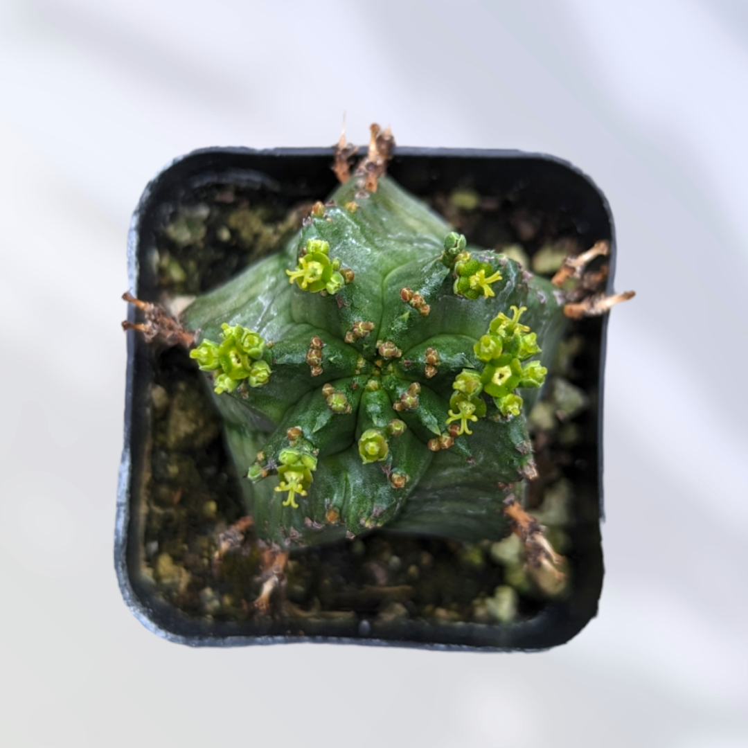 Euphorbia horrida 'African Milk Barrel'