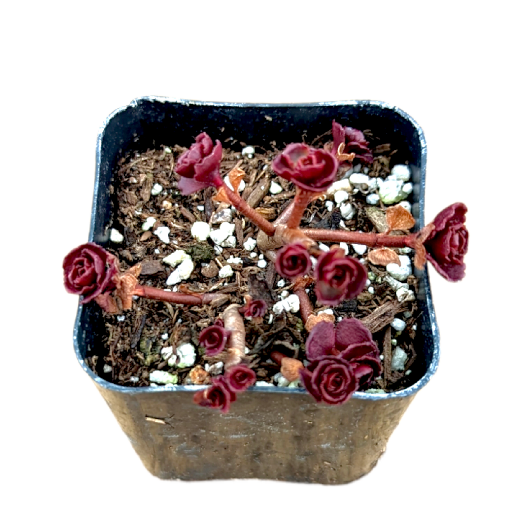 Sedum spurium 'Dragon's Blood' in a nursery pot.
