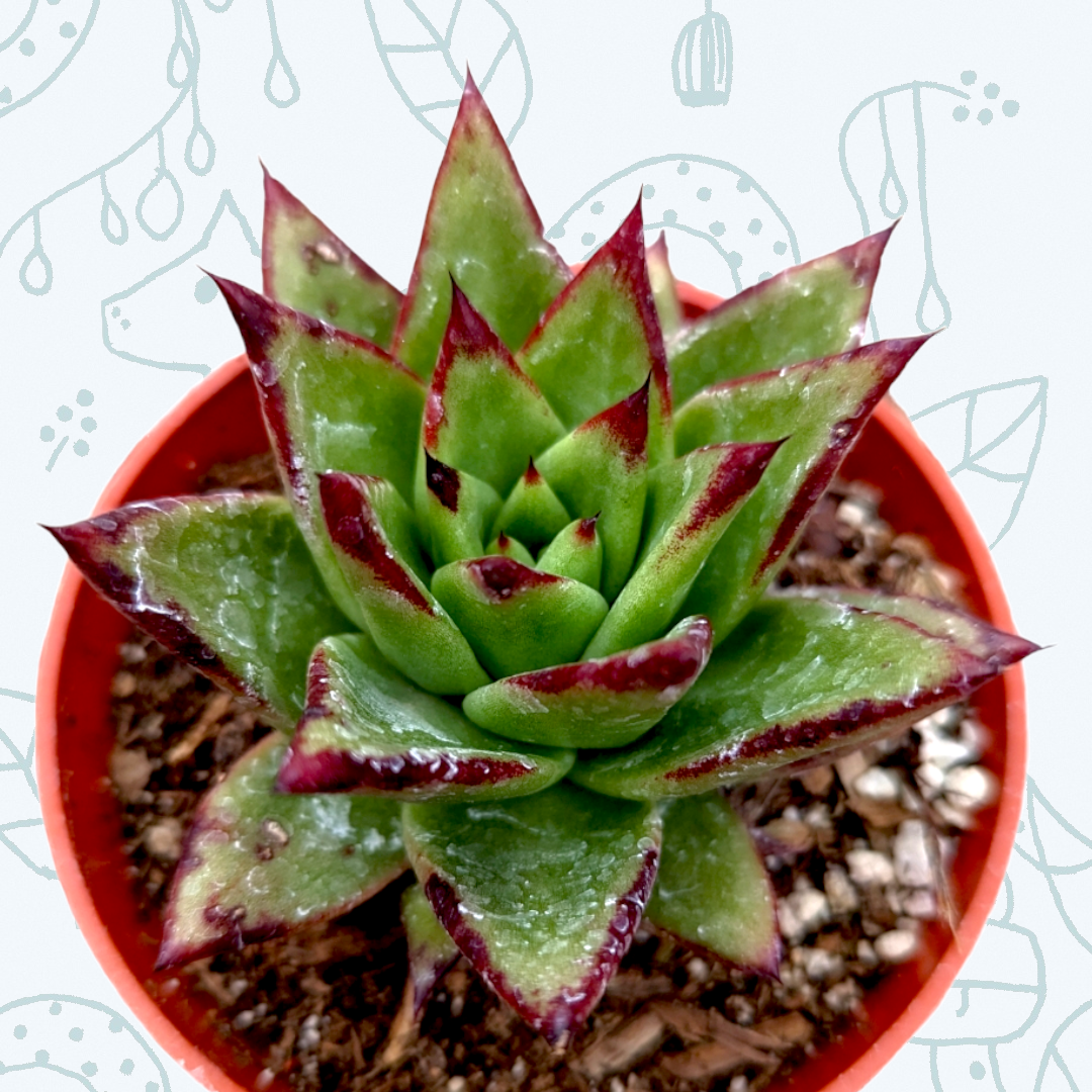 Echeveria agavoides 'Lipstick' in red pot with red-tipped leaves.