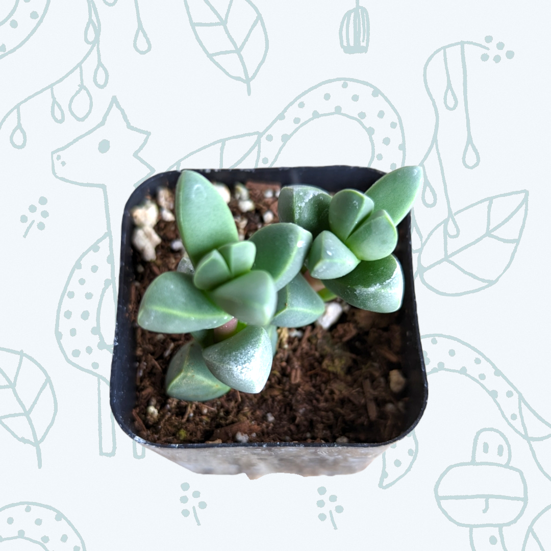 Corpuscularia lehmannii - Ice Plant