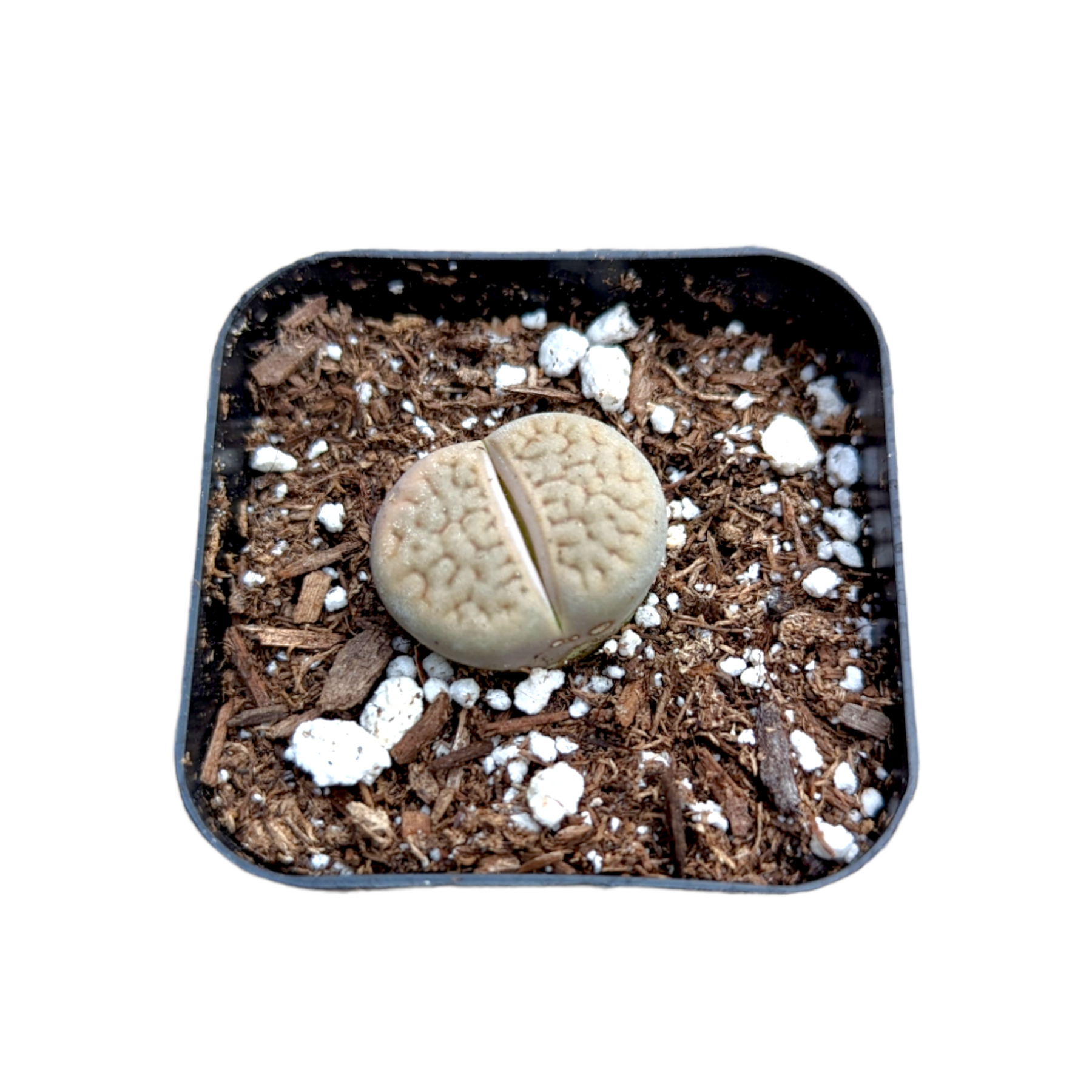 Lithops 'Living Stones' - Succulents Depot