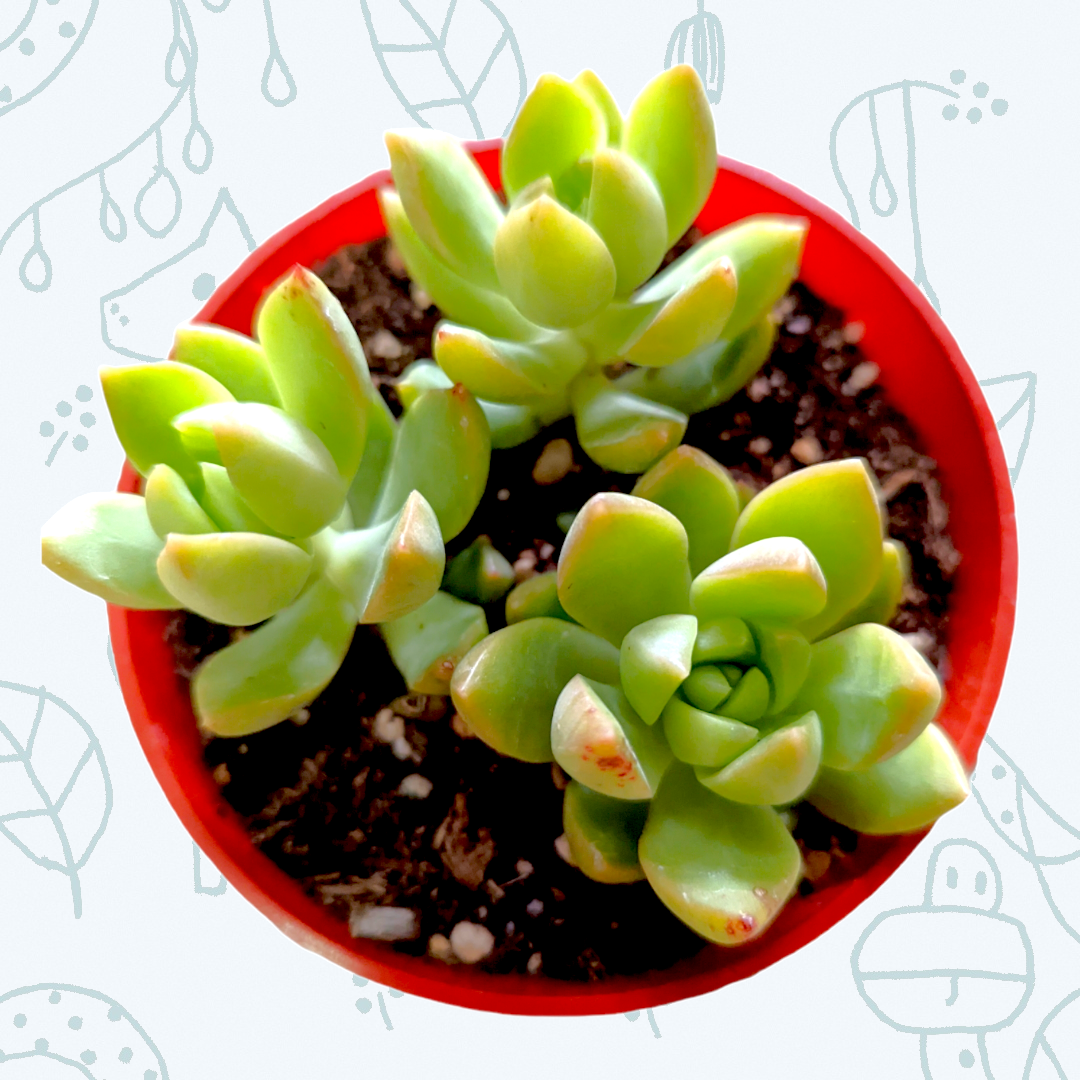 succulent sedum adolphii Sedum adolphii 'Golden Glow' 4 Inch