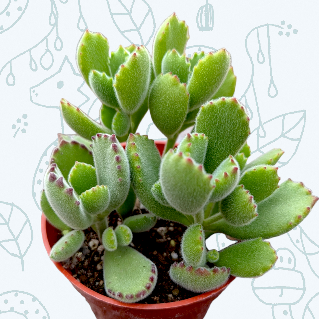 tomentosa succulent Cotyledon tomentosa Bear's Paw