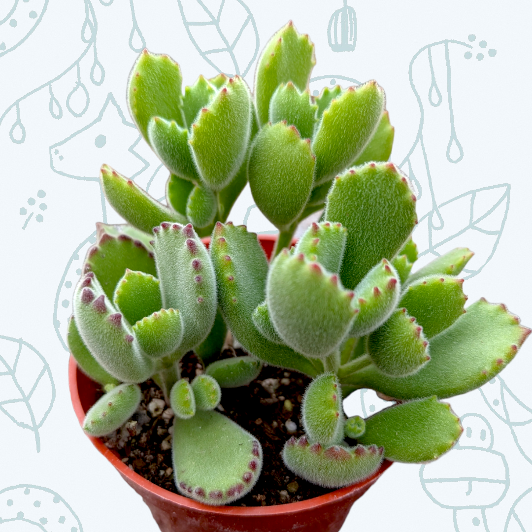 Cotyledon tomentosa Bear's Paw - Succulents Depot