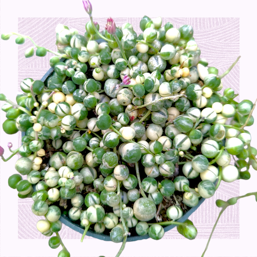 succulent with green balls Variegated String of Pearls - Rare Trailing Succulent