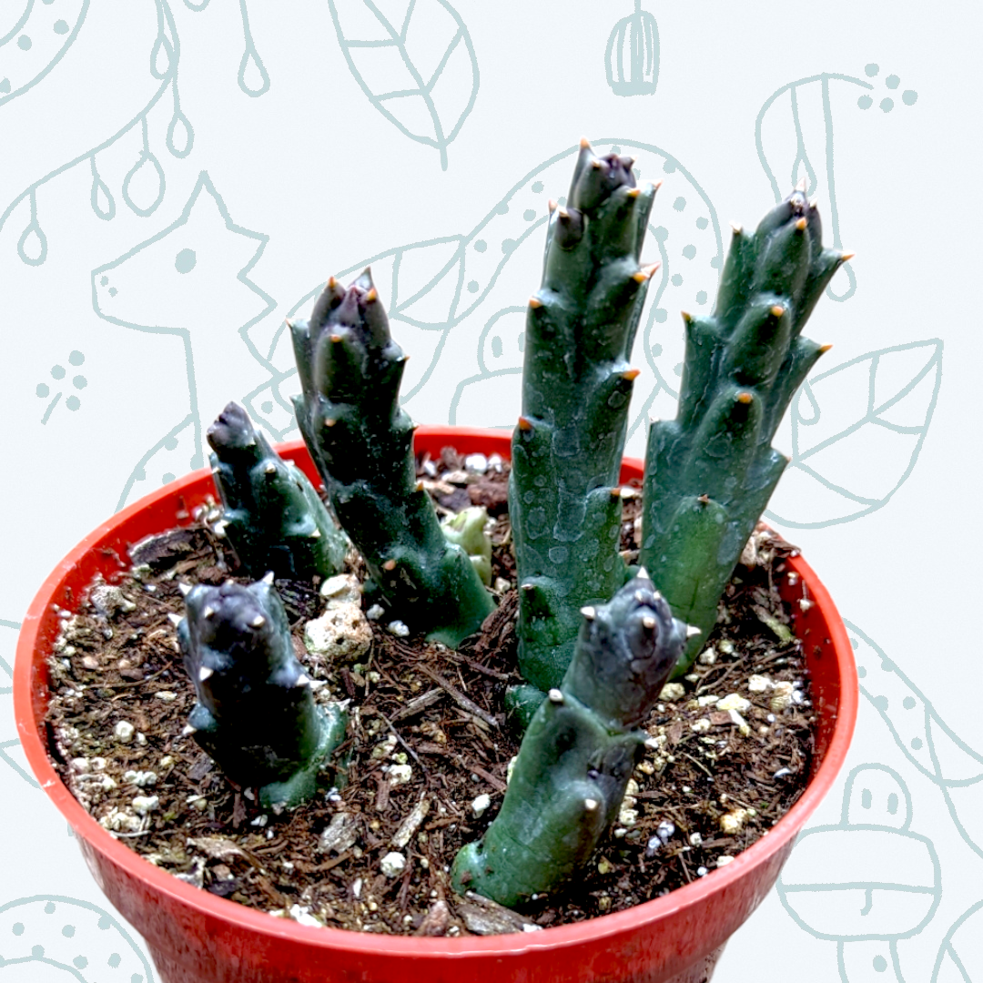 r succulents Huernia R. Br 2 Inch