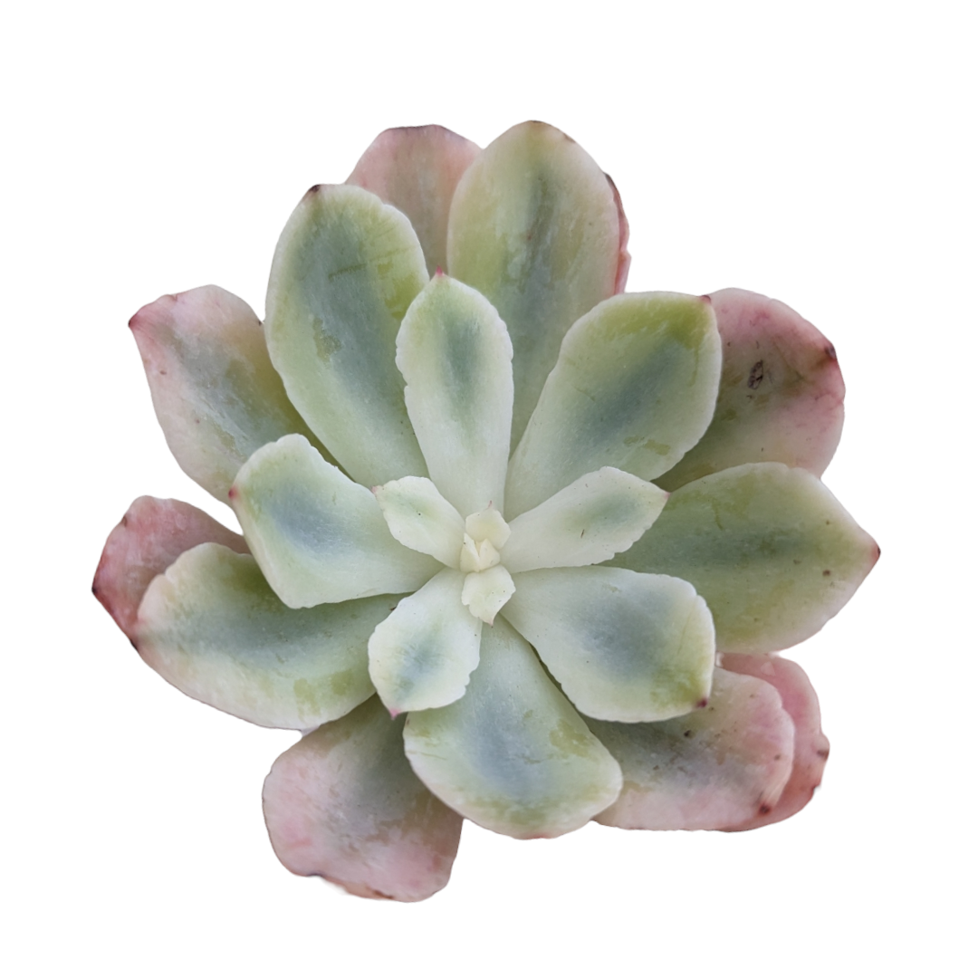 Echeveria holwayi Variegata