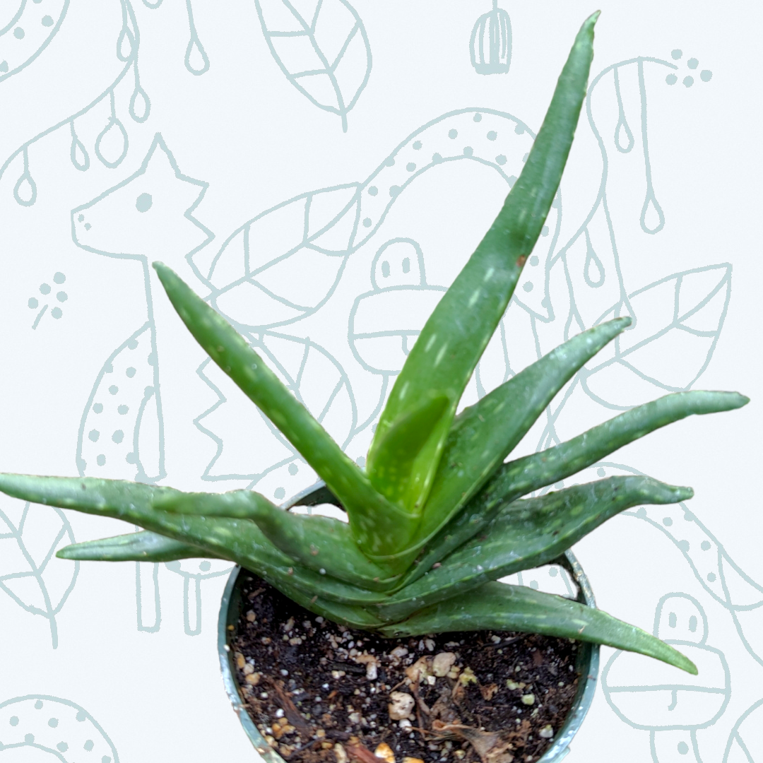 is aloe vera plant considered a succulent Aloe Vera