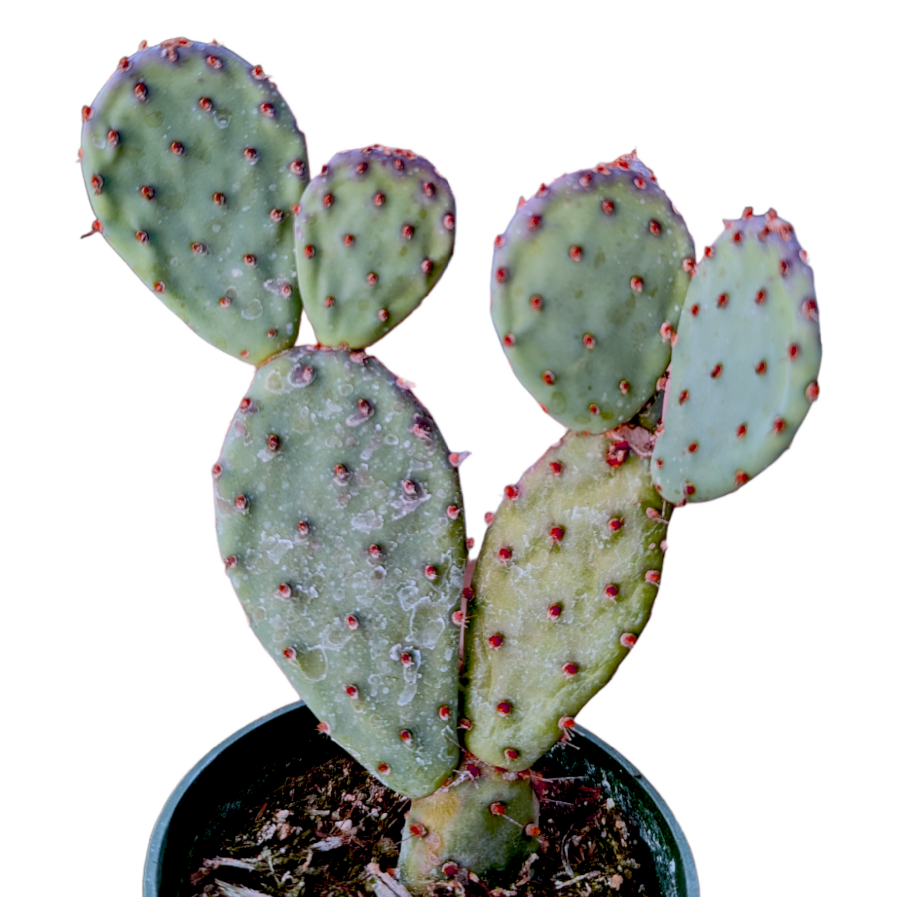 Opuntia santarita Santa Rita Purple Prickly Pear Cactus - Succulents Depot