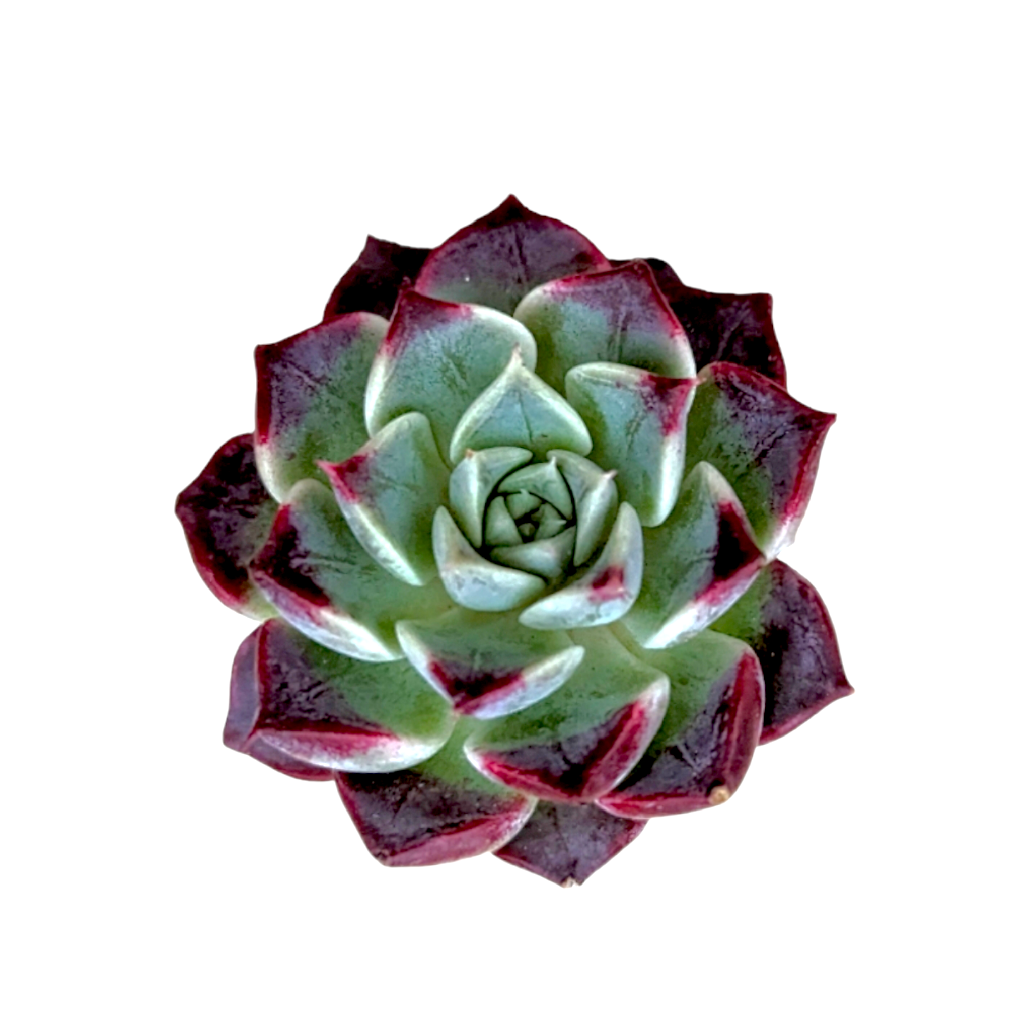 dark green succulent with red tips Echeveria 'Sara Himebotan' -