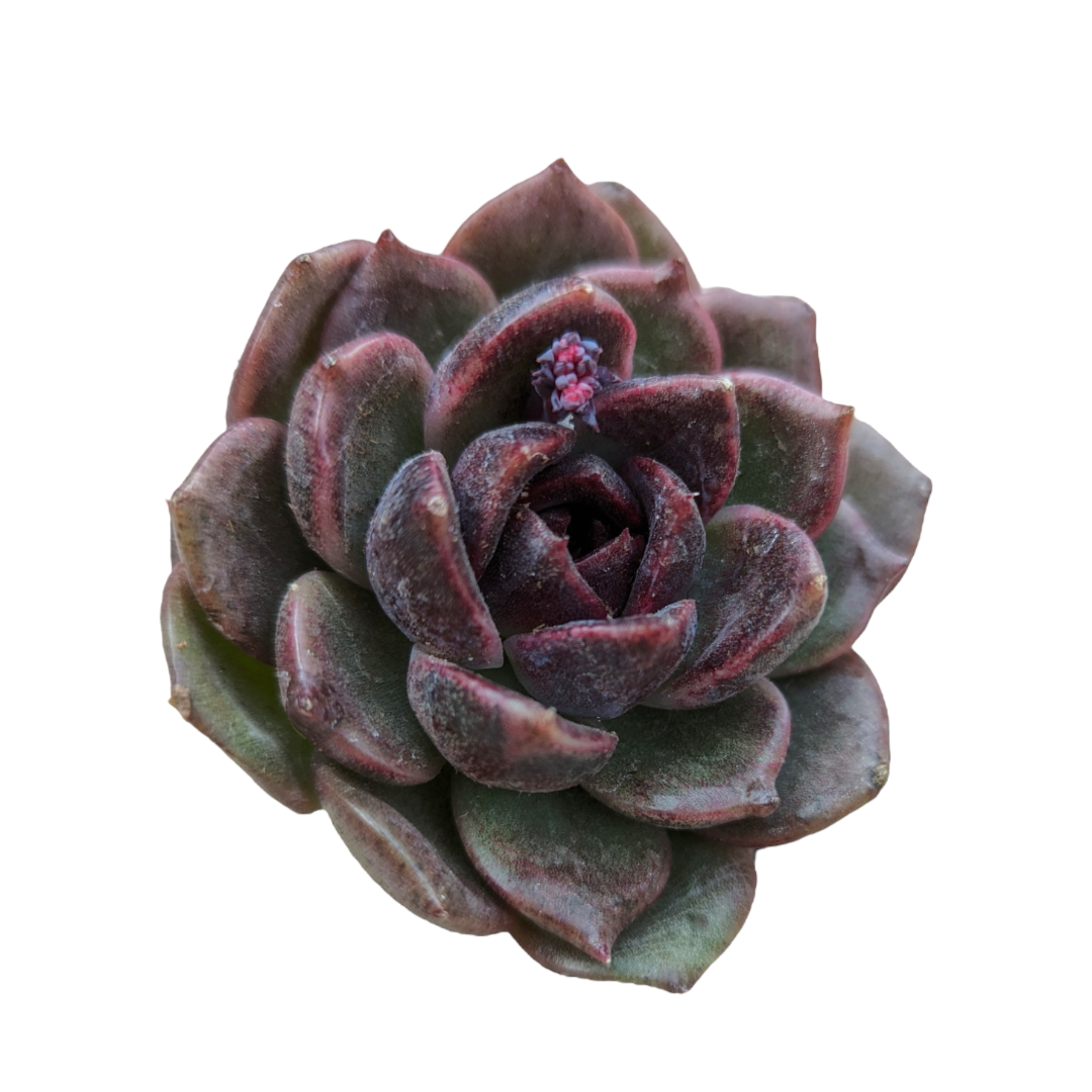 black leaves on succulent plant Echeveria Black Crystal -