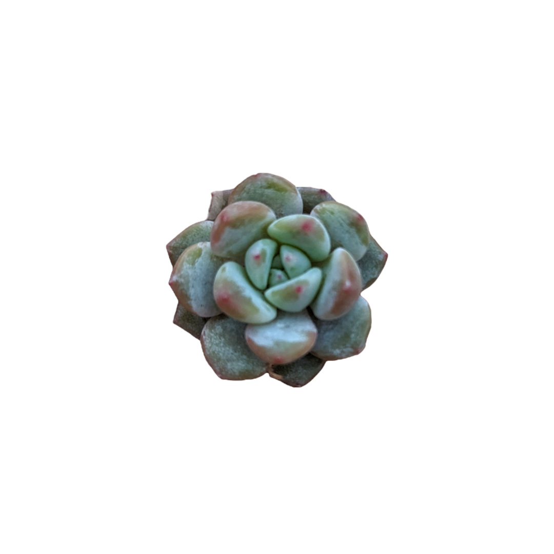 Echeveria Orange Monroe