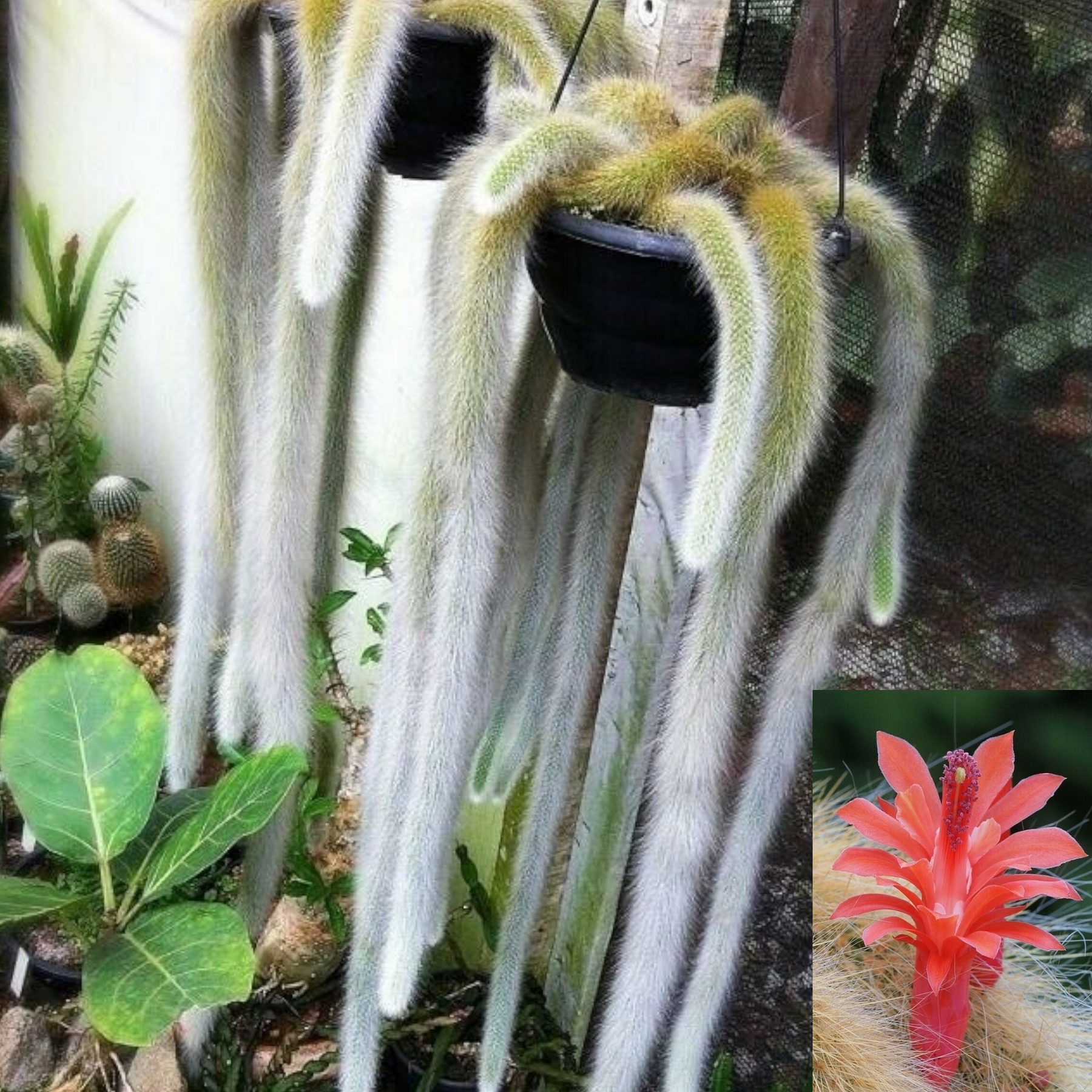 Monkey Tail Cactus Hildewintera colademononis - Succulents Depot