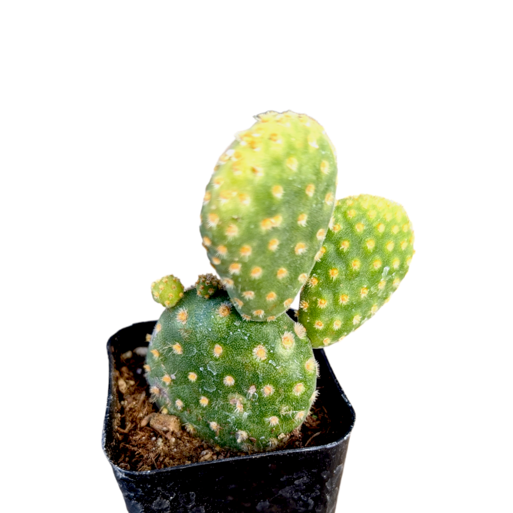 Opuntia microdasys 'Golden Bunny Ears' - Succulents Depot