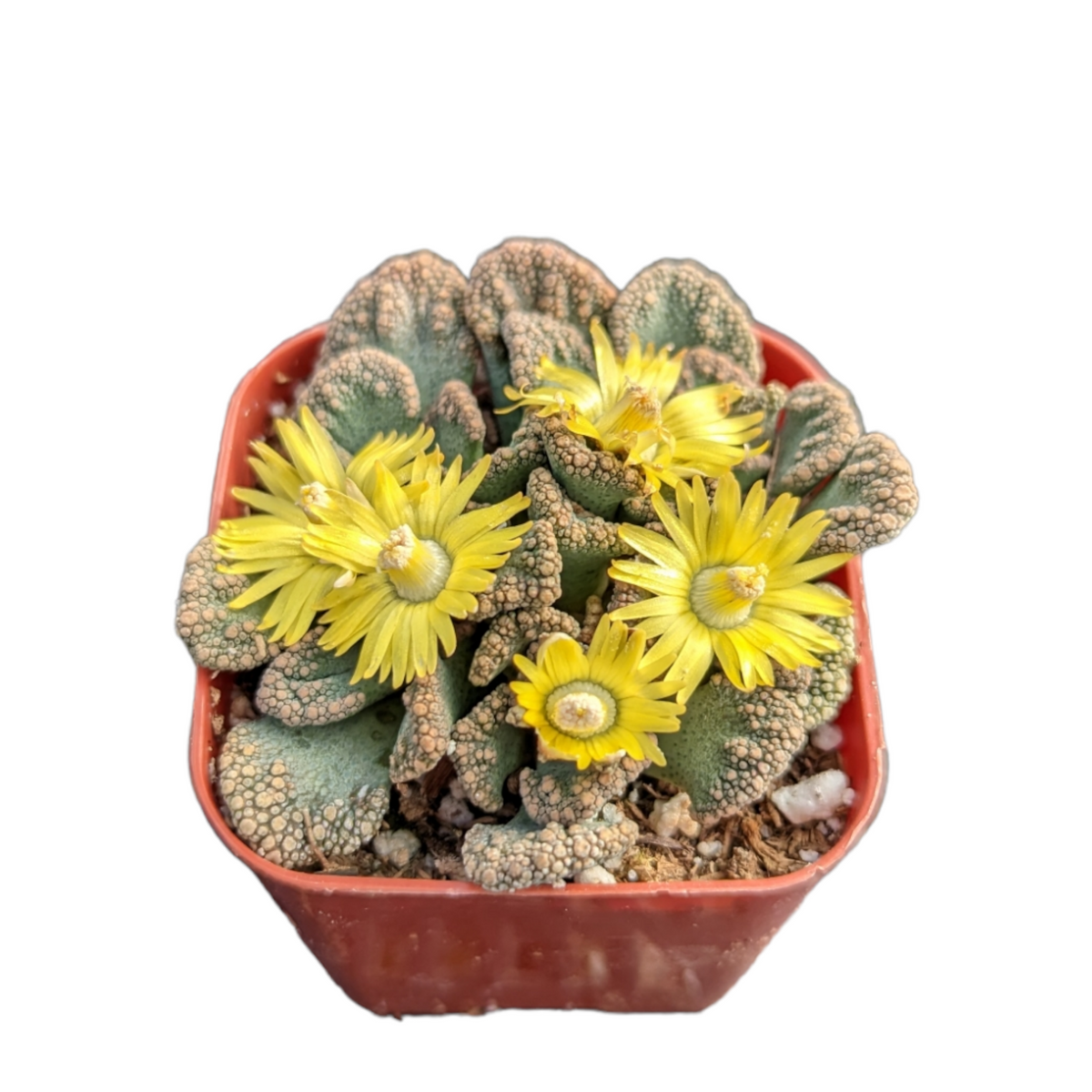Titanopsis calcarea in bloom with yellow daisy-style flower.