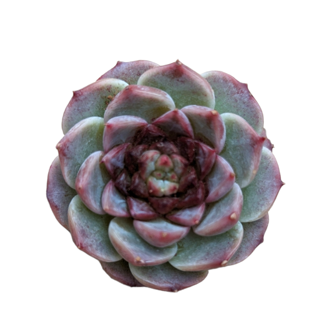 succulent with red leaves Echeveria Red Velvet 2 Inch Cluster