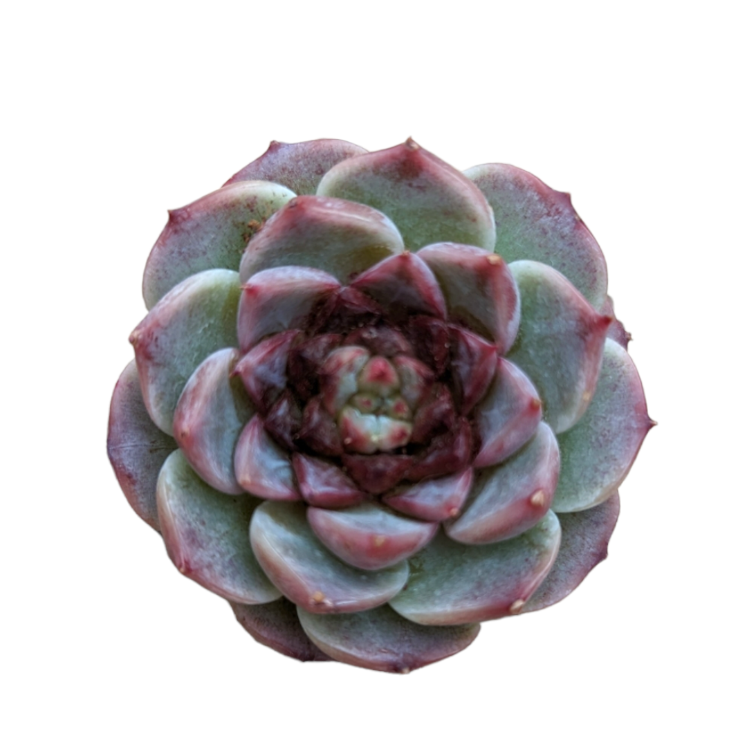 Echeveria Red Velvet