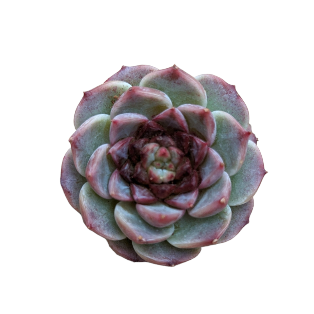 Echeveria Red Velvet