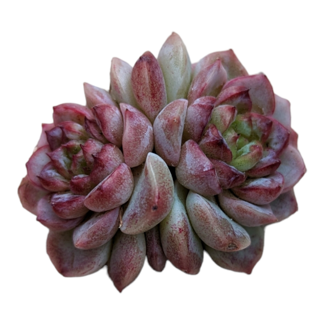 Echeveria Red Velvet