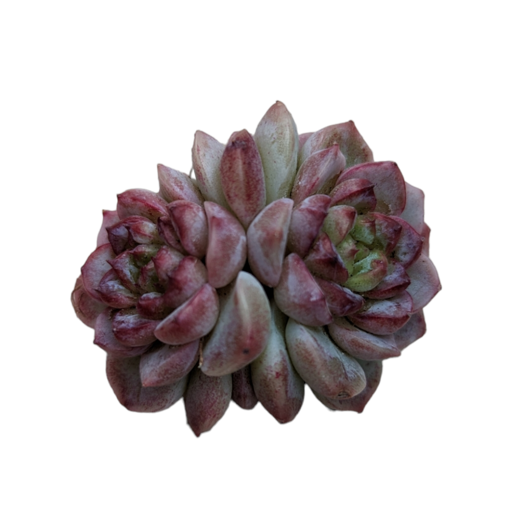 Echeveria Red Velvet