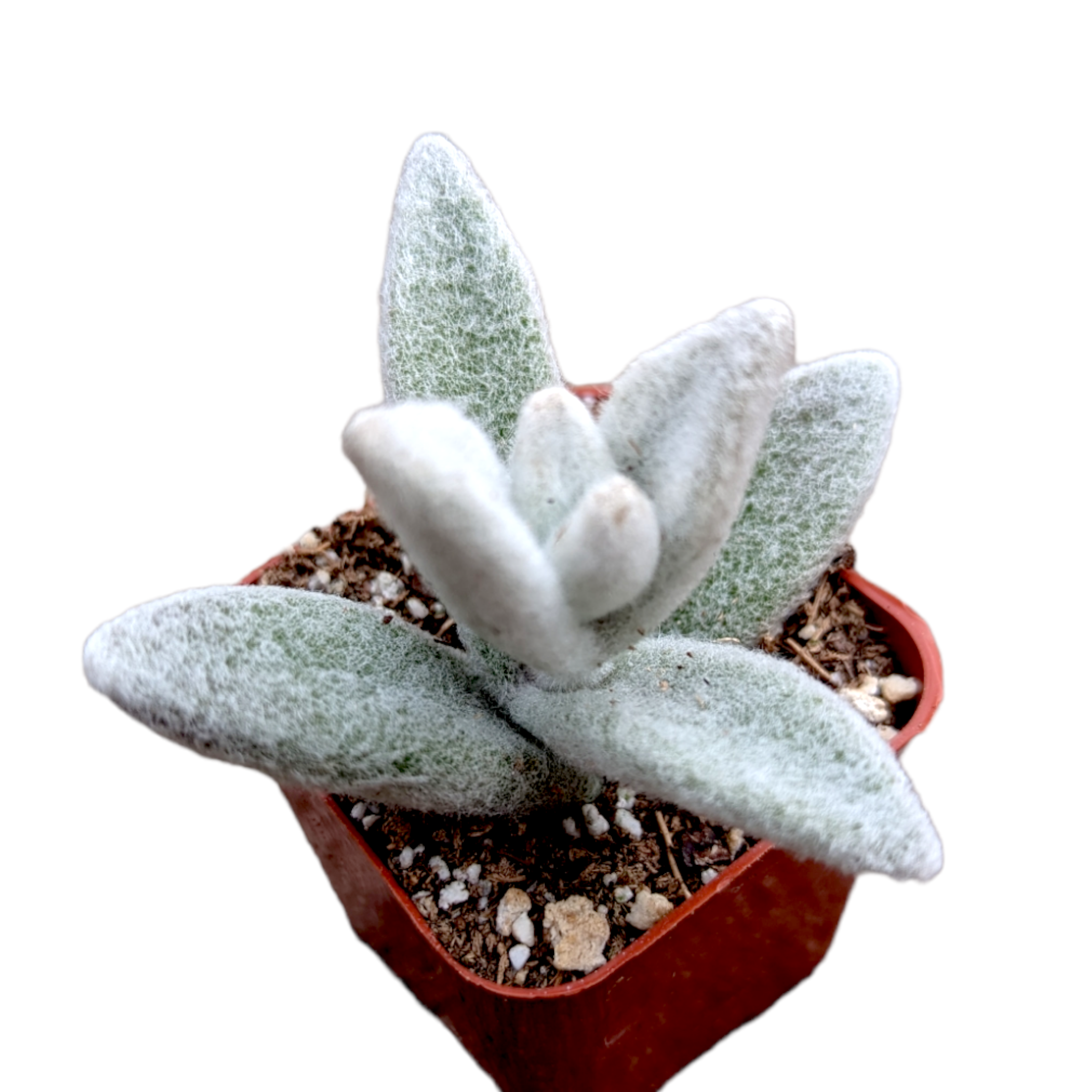 succulent plant with white dots Kalanchoe Eriophylla Snow White Panda