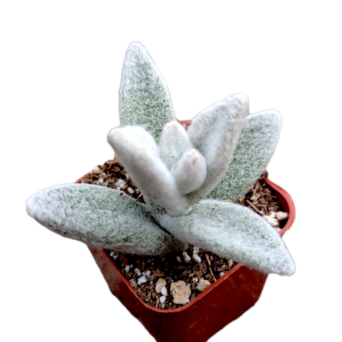 Kalanchoe Eriophylla Snow White Panda in square nursery pot.