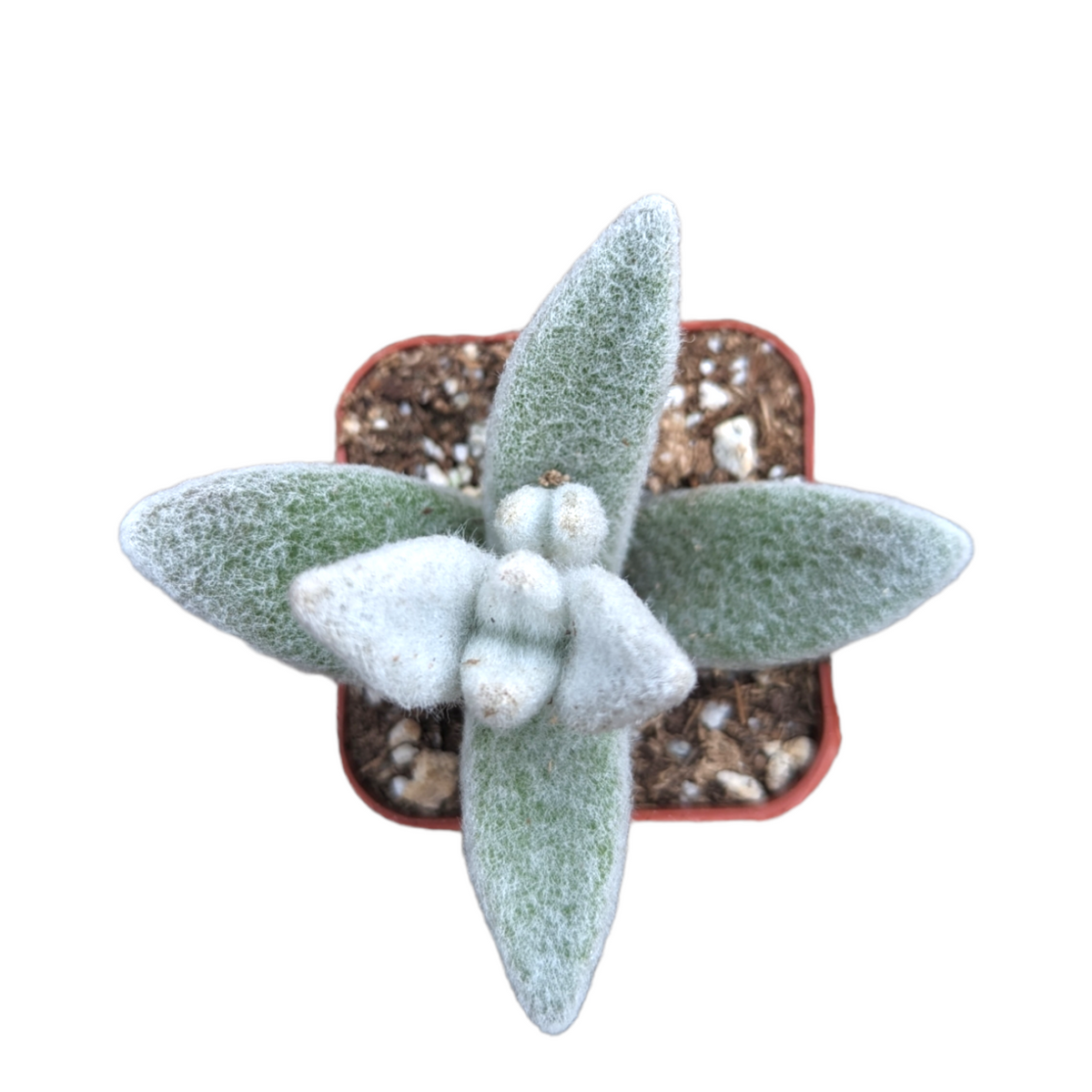 Kalanchoe Eriophylla Snow White Panda in square pot.