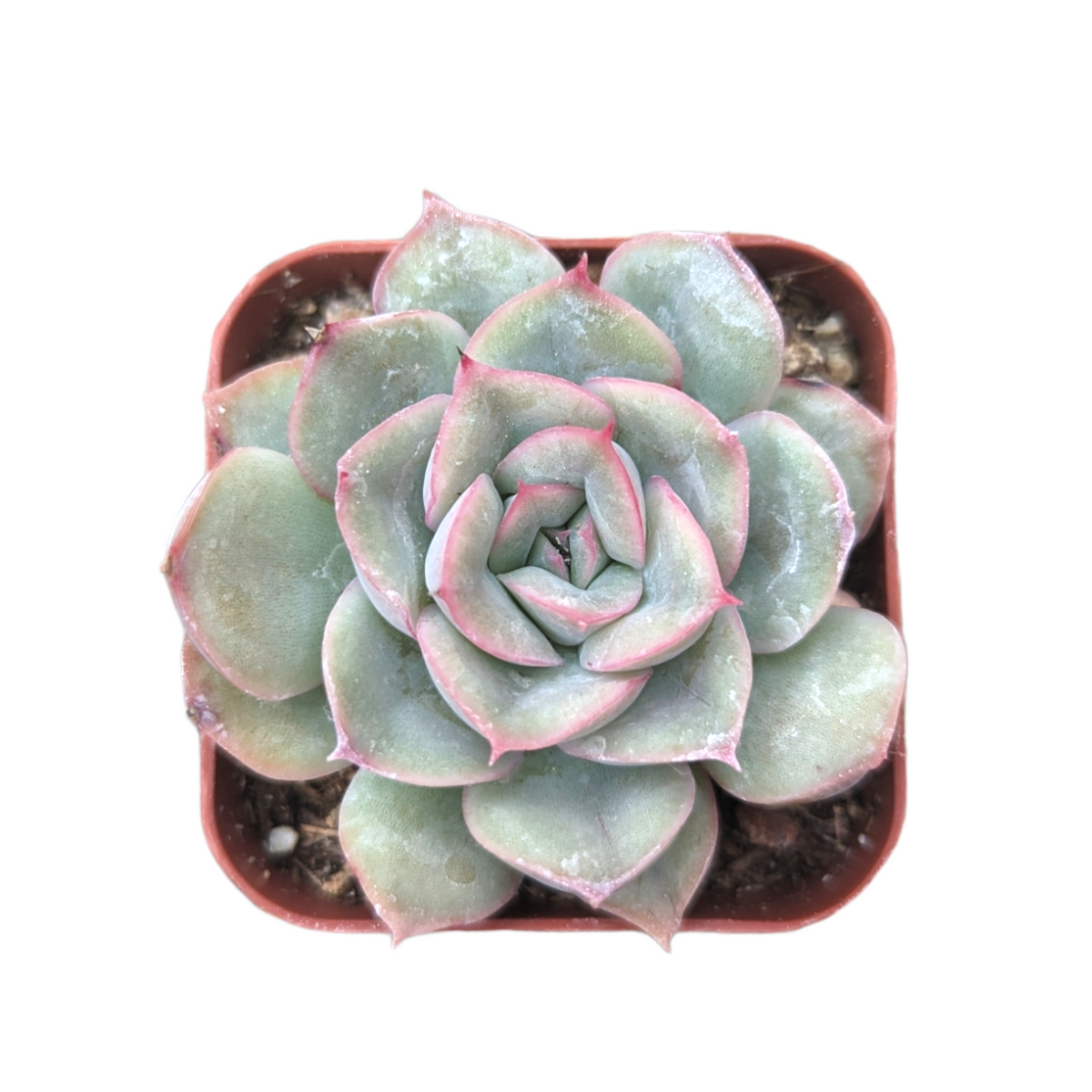 Echeveria 'Hercules' in small square pot.